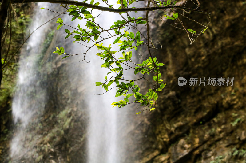 湖北宜昌三峡竹海风景区，自然风光，竹海