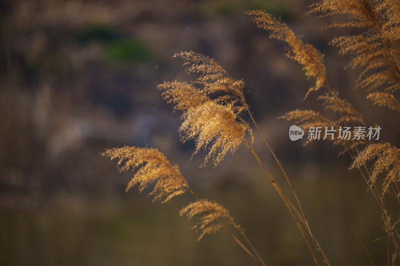 唯美芦苇花背景