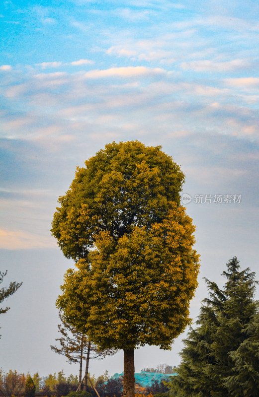 洛阳白马寺夕阳下的一棵树