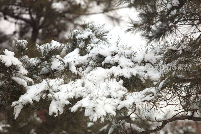 积雪在松树的枝头