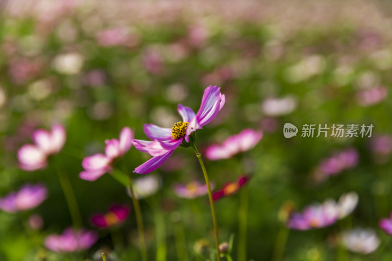 四季花卉盆景格桑花