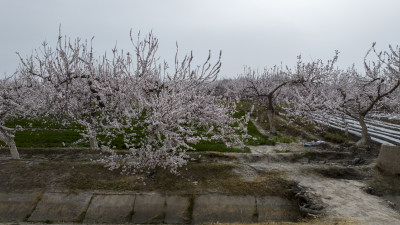 新疆杏花林花海小麦麦田小满芒种节气