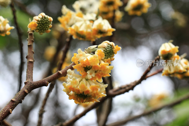 结香花盛开