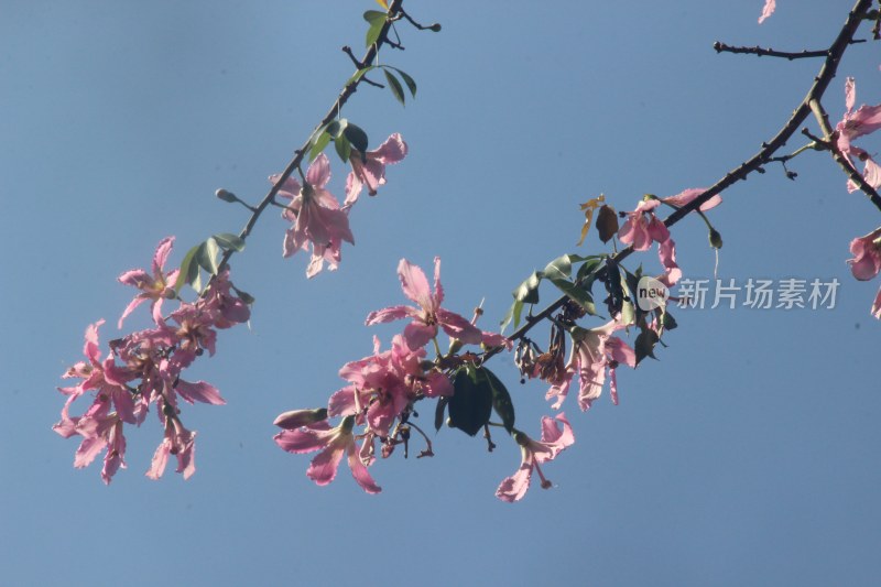 广东东莞：美丽异木棉