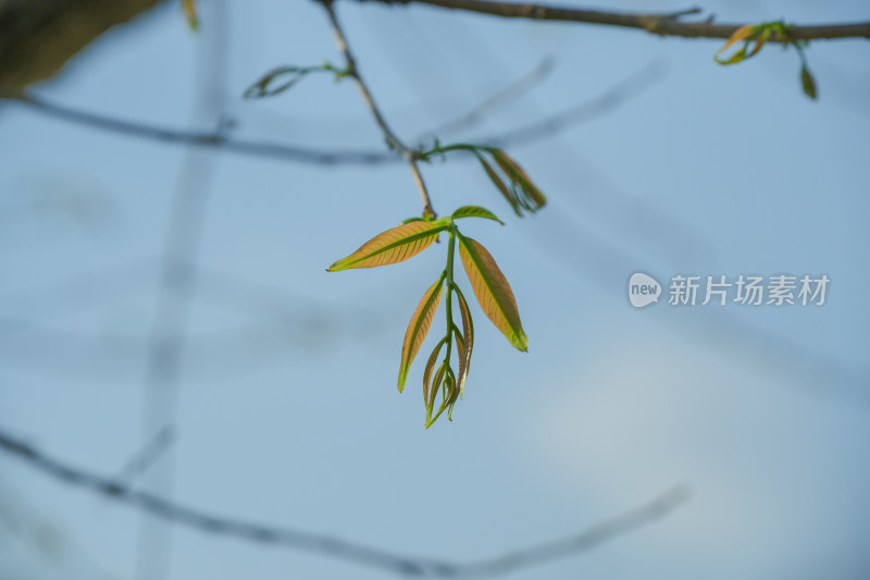 生长的植物叶子