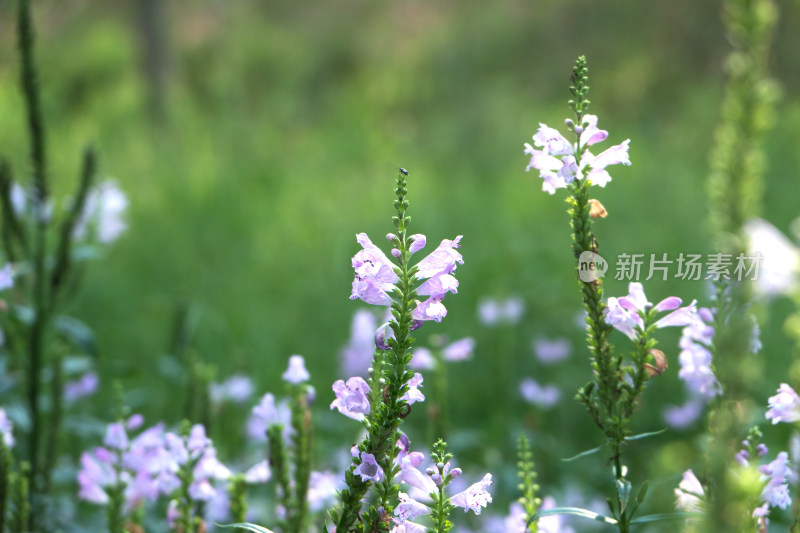 野外生长的假龙头花植物