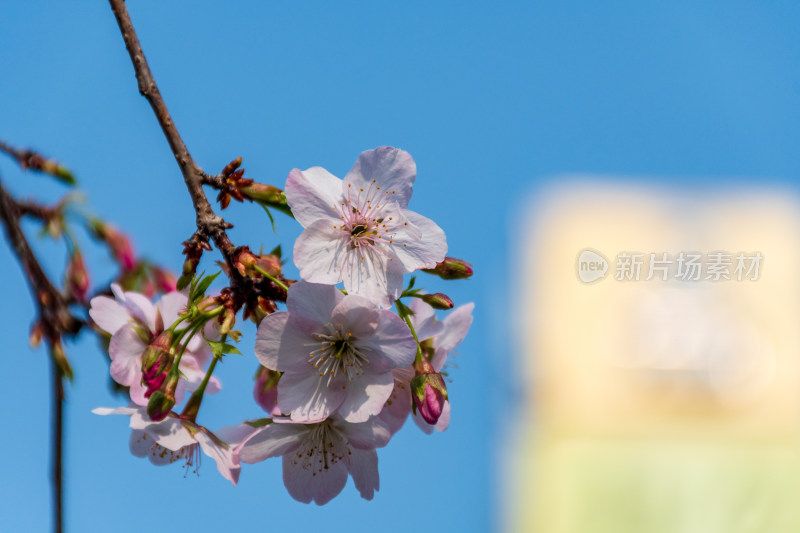 蓝天下盛开的唯美樱花