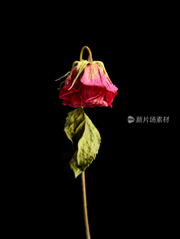 黑色背景上一朵干花玫瑰花