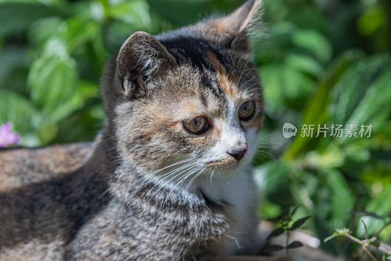 小猫咪、狸花猫、宠物猫