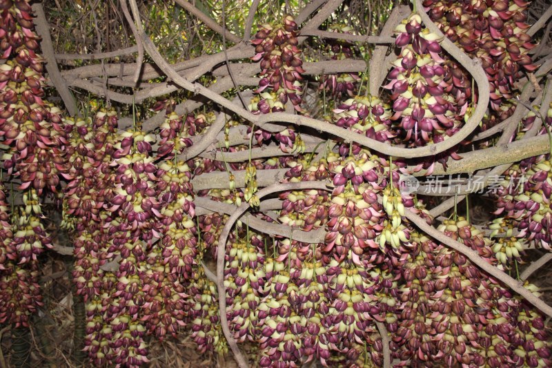 广东东莞：紫色禾雀花