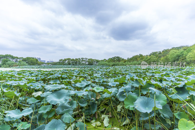 武汉江夏区藏龙岛国家湿地公园风景