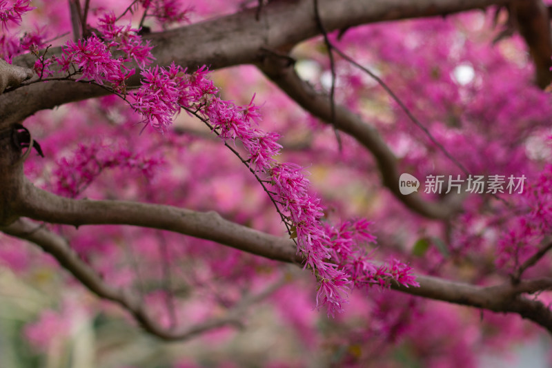 杭州曲院风荷的红花檵（ji）木盛开的景观