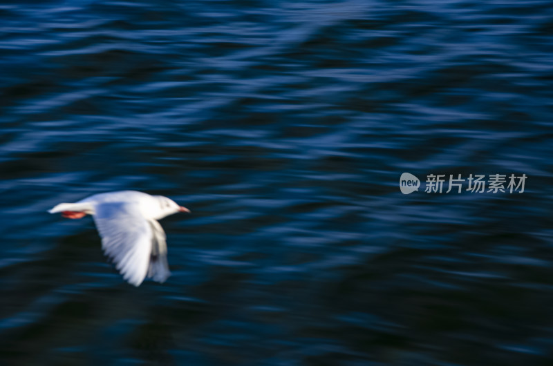 云南丽江泸沽湖海鸥水鸟野生动物