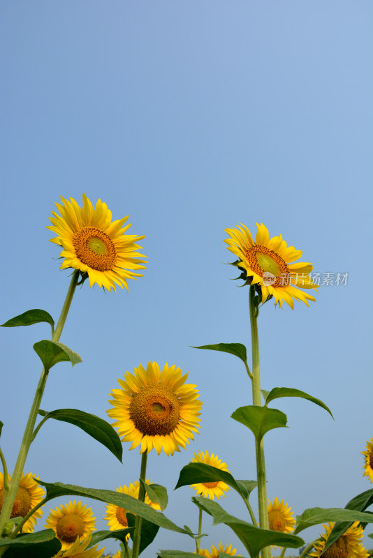 向日葵花朵盛开农业种植