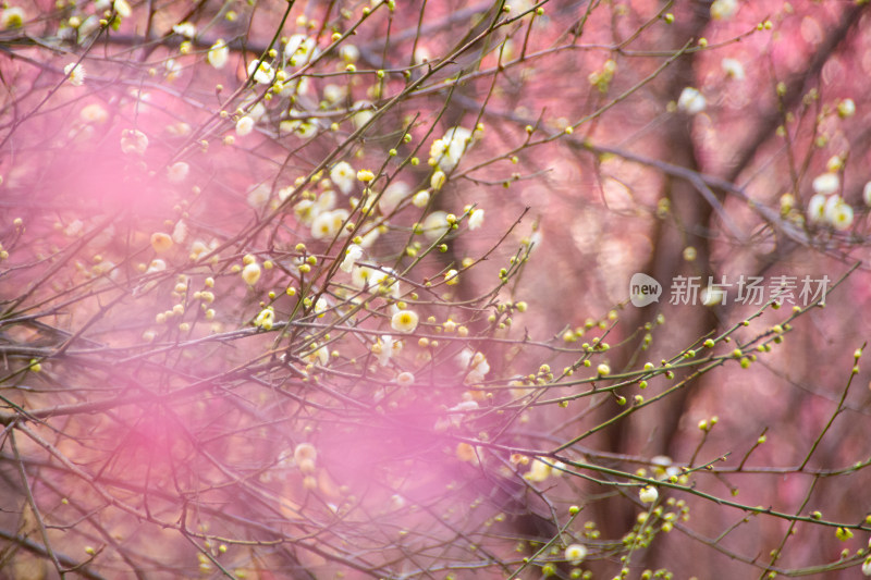 冬日梅花盛开