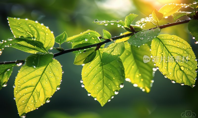 雨后阳光植物绿叶逆光露珠自然背景