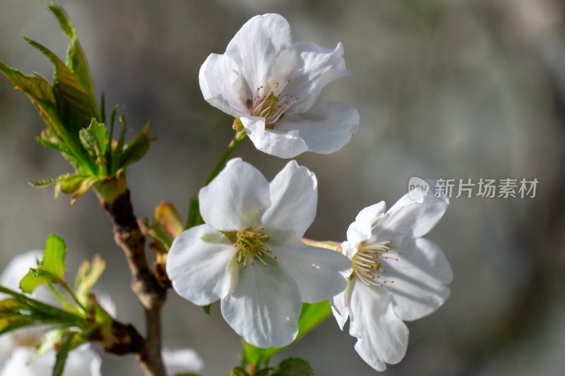 枝头盛开的白色樱花特写