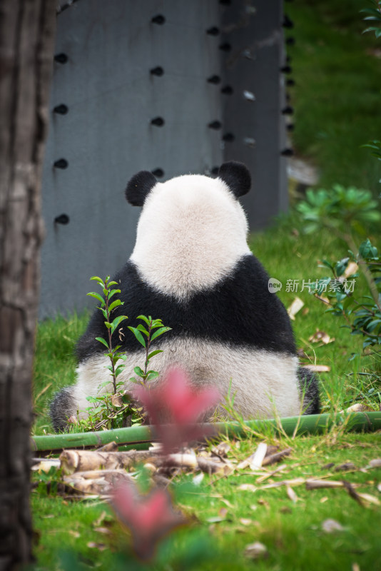 背对着的大熊猫 坐姿