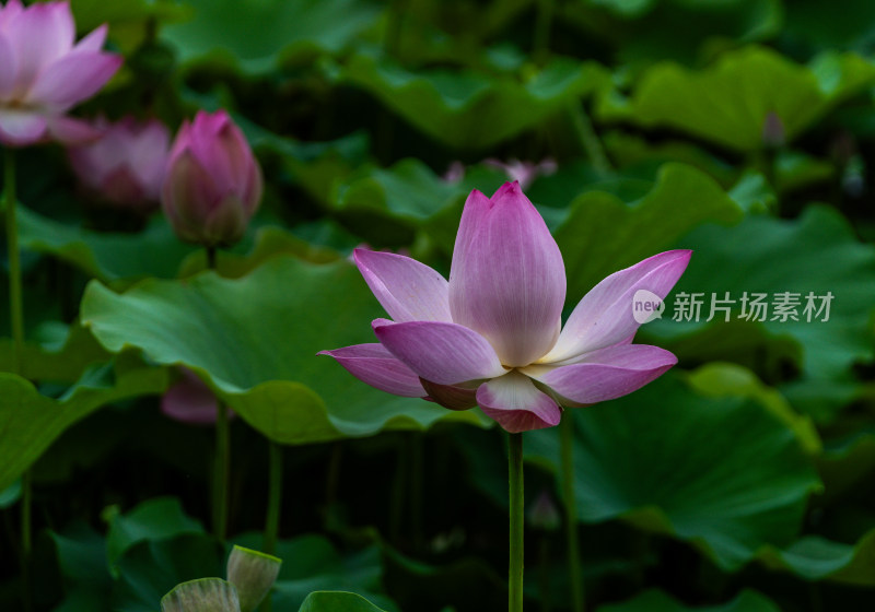 粉色荷花特写镜头