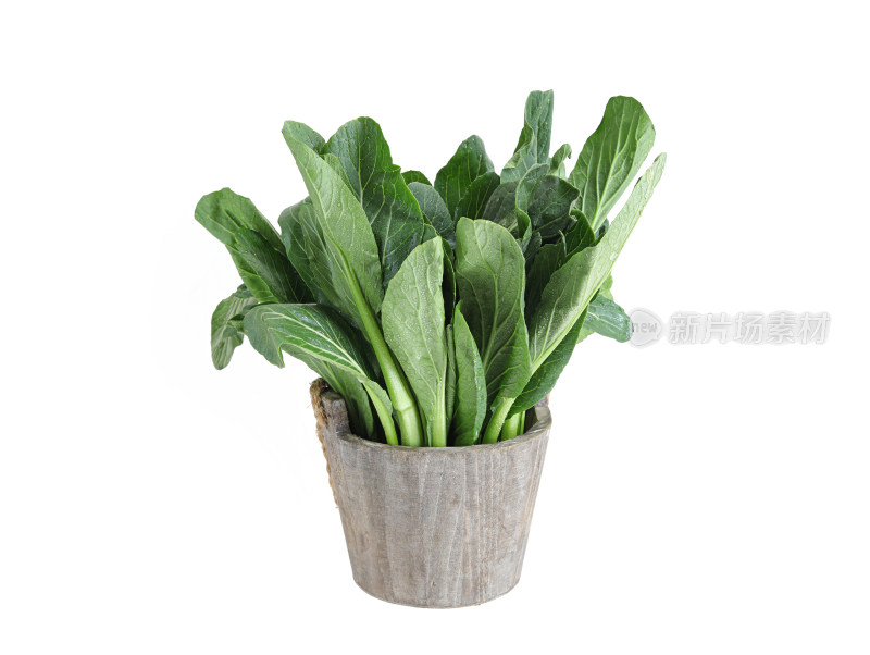 白色背景上，菜篮子装着的绿色蔬菜菜心青菜