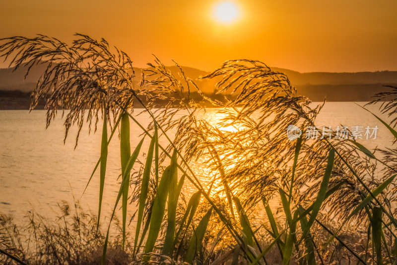 夕阳下河边芦苇荡自然风景