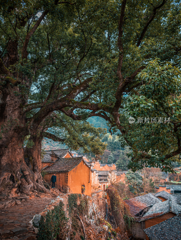 丽水松阳杨家堂