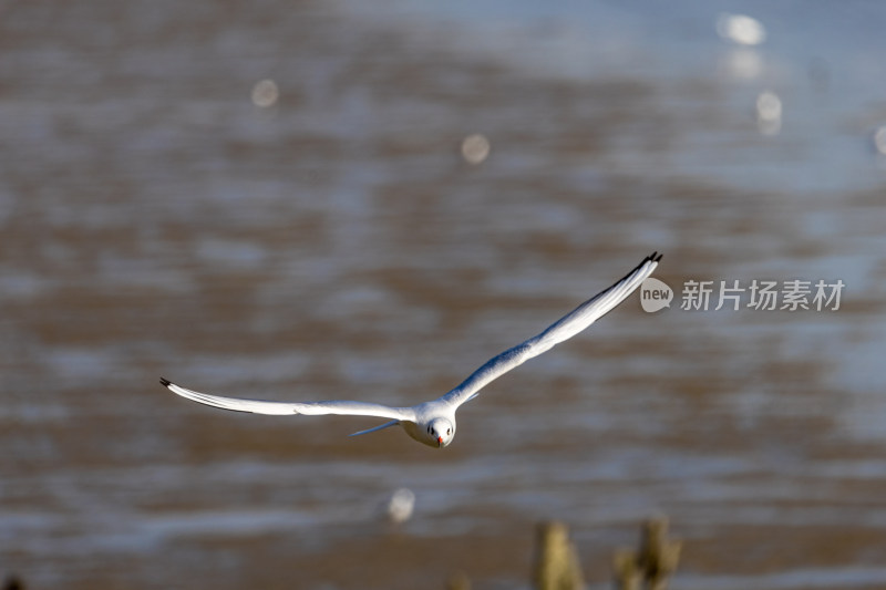 海鸥、红嘴鸥