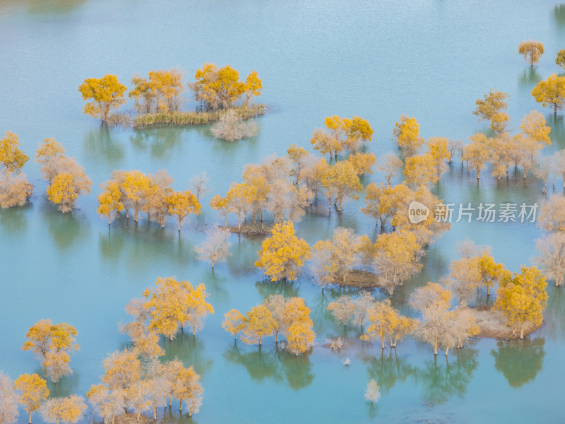 新疆南疆巴州葫芦岛金秋沙漠水上胡杨林航拍