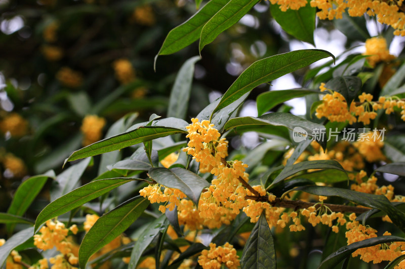 金桂花枝背景素材