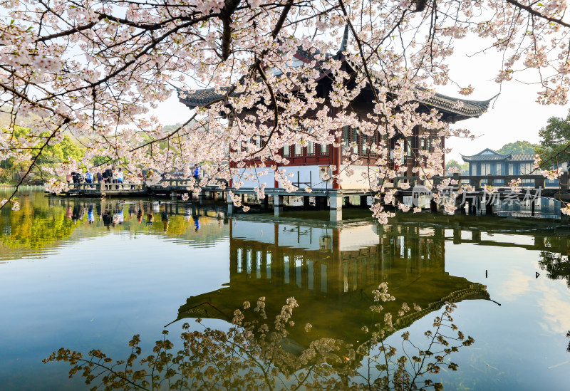 中国杭州西湖曲苑风荷芙蓉水渠樱花开了