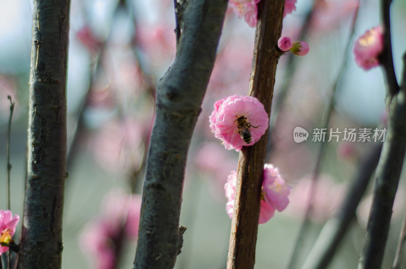 一朵榆叶梅花上有一只采蜜的蜜蜂