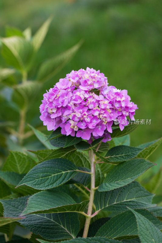 大连英歌石植物园绣球花特写