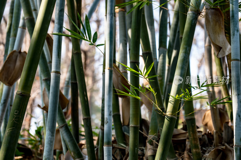 植物竹叶竹子摄影图