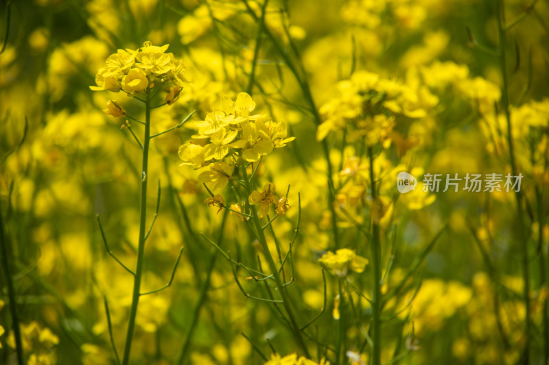 春天野外金灿灿的油菜花田金黄色花海