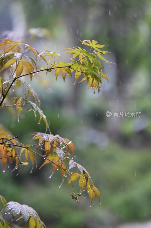 雨中的树叶