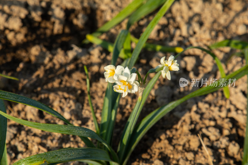 漳州水仙花种植基地里的水仙花特写