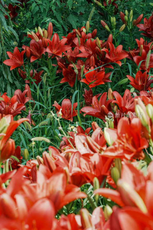 北京花乡公园百合花