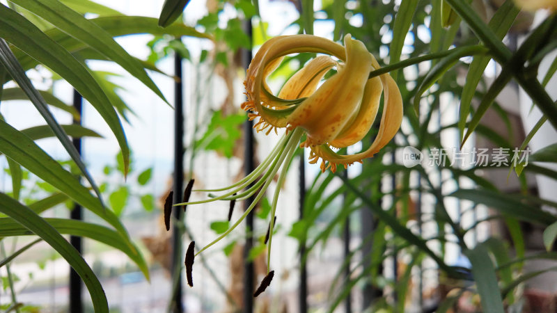 夏季生长盛开的卷丹百合花特写镜头