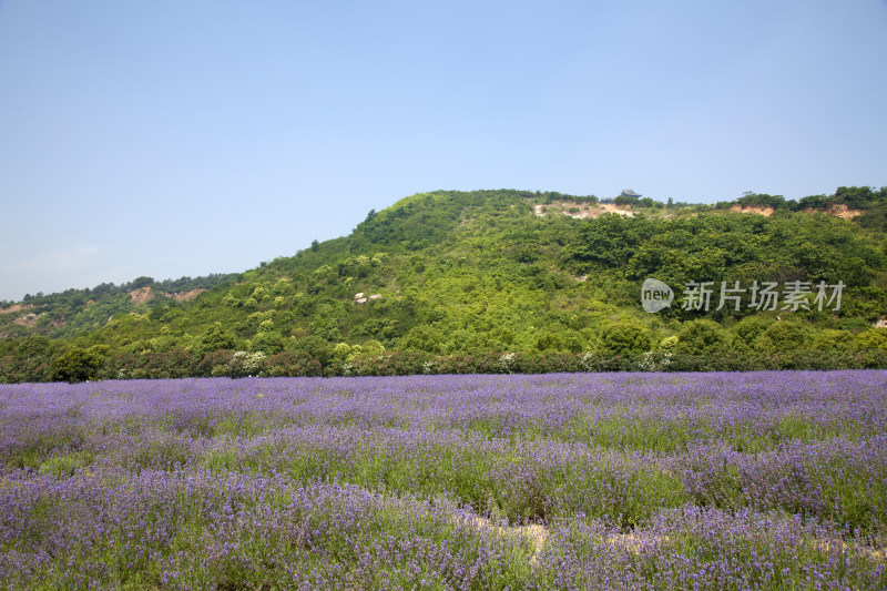 无锡雪浪山薰衣草