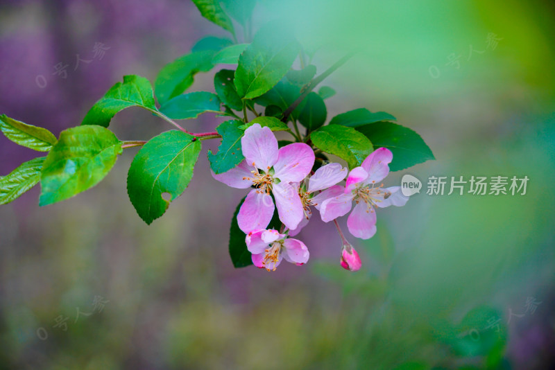 鲜花花朵花卉花树