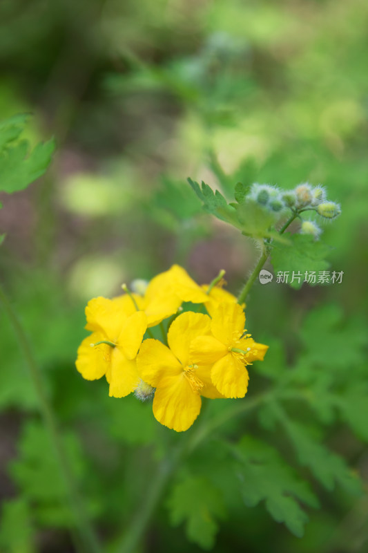 公园户外的白屈菜花朵特写