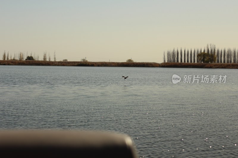 湖面飞鸟与岸边树木景观