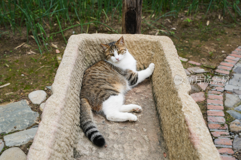 猫躺在石槽中休息简州猫