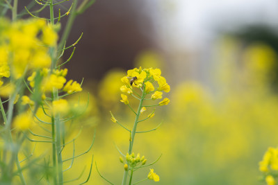 春天油菜花盛开