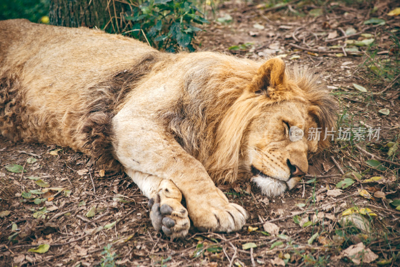 睡觉的狮子