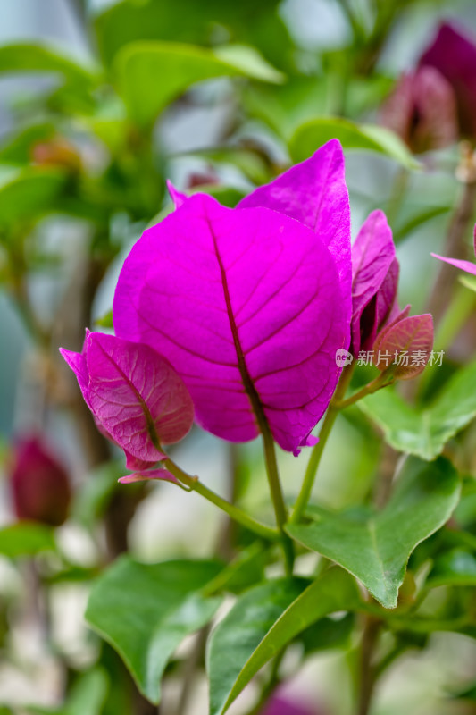 春天的三角梅开花特写