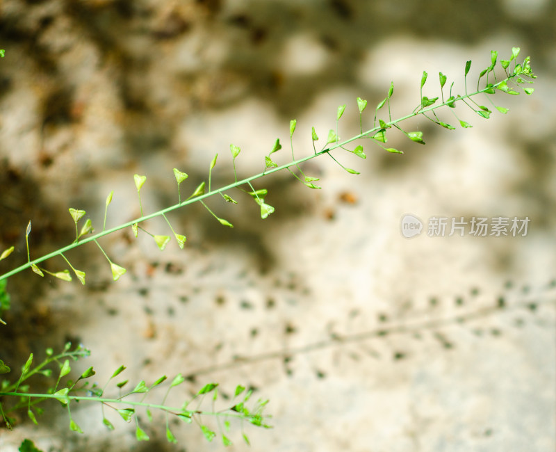 阳光下的野生荠菜