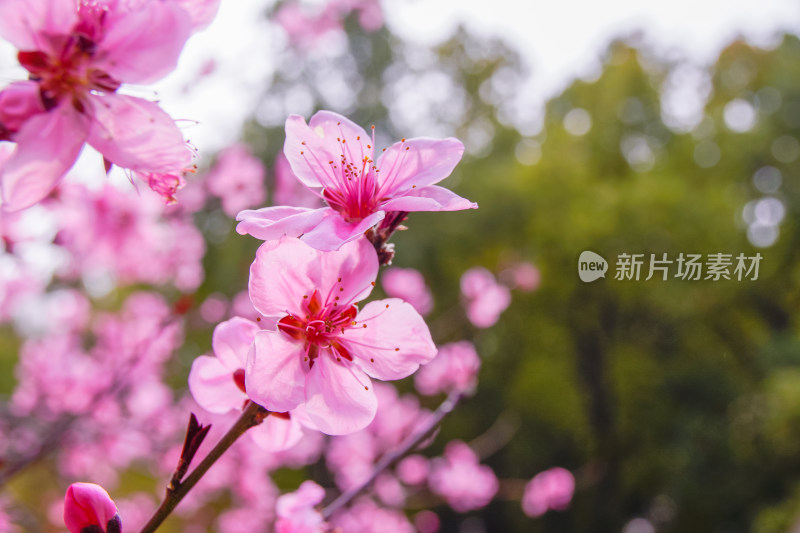 粉嫩桃花盛开