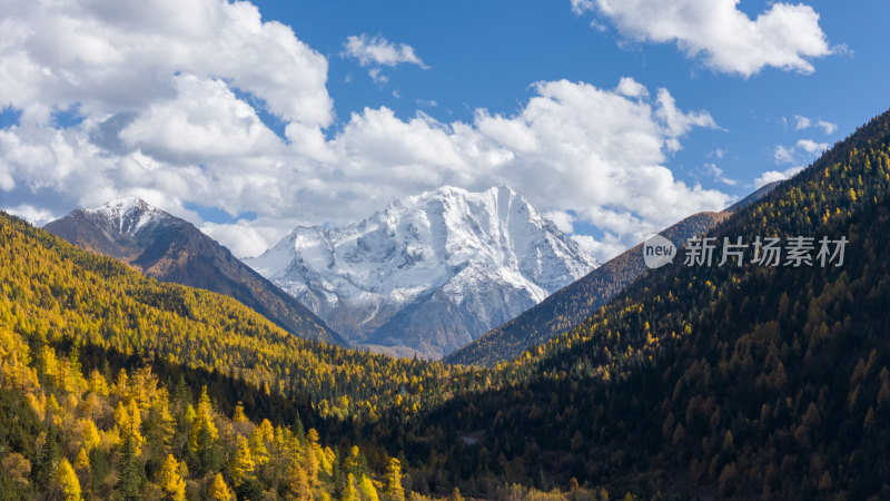 雅拉雪山秋天杉树松树彩林秋景