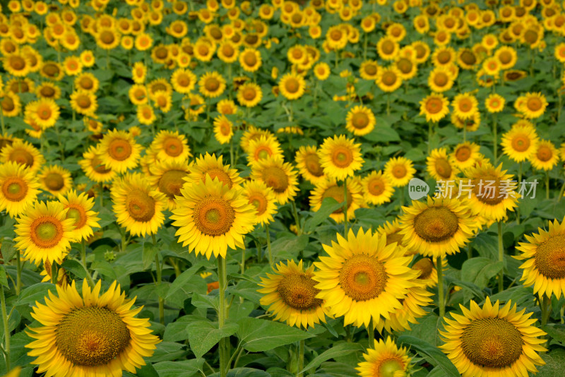 向日葵花朵盛开农业种植